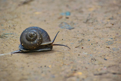 Close-up of snail on ground