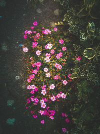 High angle view of autumn leaves