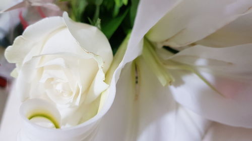 Close-up of white rose