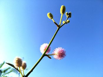 Low angle view of flowering plant against blue sky