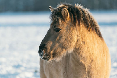 Close-up of a horse looking away