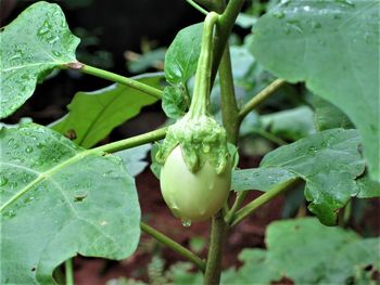 Close-up of water drops on plant