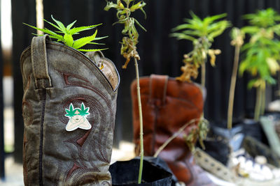 Close-up of potted plant