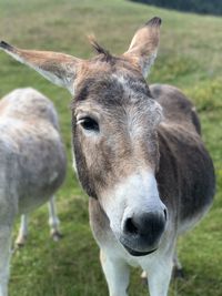 Close-up of a horse on field