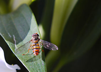 Close-up of butterfly on leaf