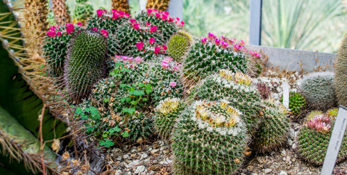 Close-up of cactus flower in pot