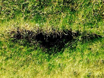 Full frame shot of grassy field