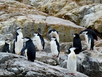 Group of chinstrap penguins on rocks in antarctica