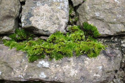 Close-up of moss growing on rock