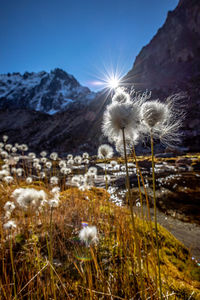 Dandelion on field against sky