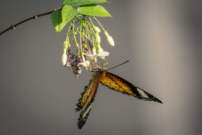 Close-up of butterfly on plant