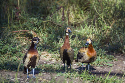 Ducks on a field