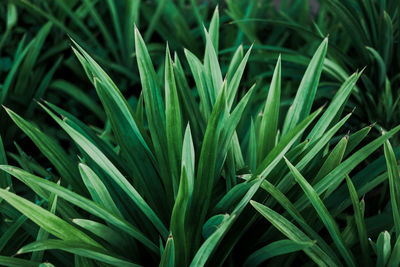 Full frame shot of plants growing on field