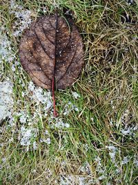 Full frame shot of grass