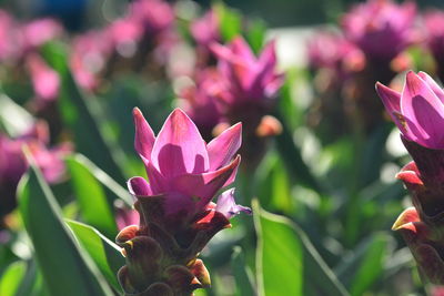 Close-up of pink flowering plant