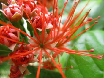 Close-up of red flowering plant