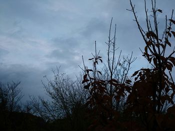 Bare trees against sky