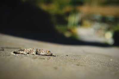 Close-up of insect on sand