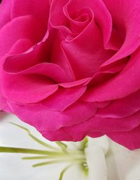 Close-up of pink rose