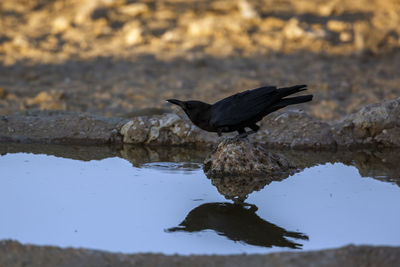 Close-up of bird flying over lake