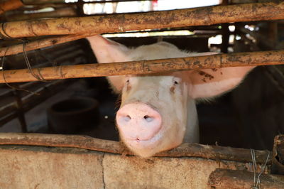 Close up of a pig is growing in a thai organic farm, raising pork in organic farm.