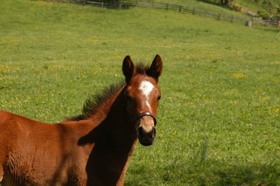 Horse in a field