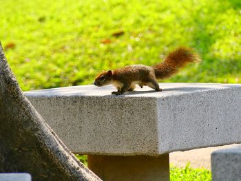 Side view of a squirrel