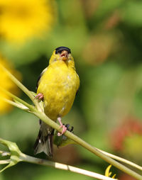 Close-up of bird perching on branch