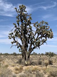 Tree on field against sky