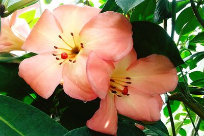 Close-up of pink flowers blooming outdoors