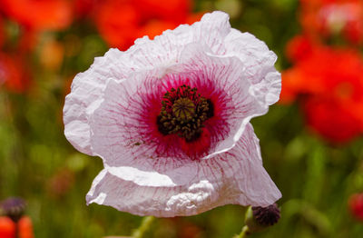 Close-up of white flowering plant
