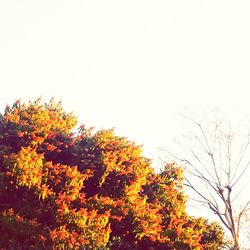 Close-up of trees against clear sky