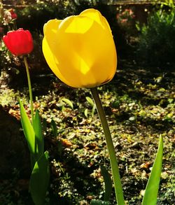 Close-up of yellow tulips growing in field