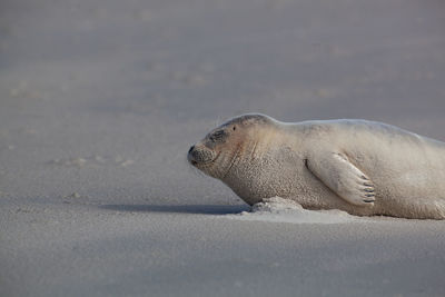 View of an animal on beach