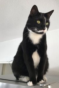 Portrait of black cat sitting against wall