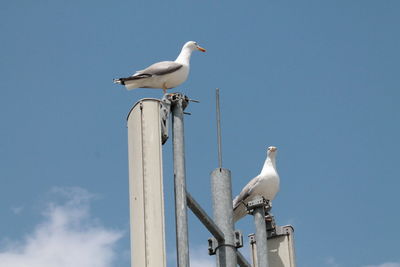 Low angle view of birds perched on poles against blue sky