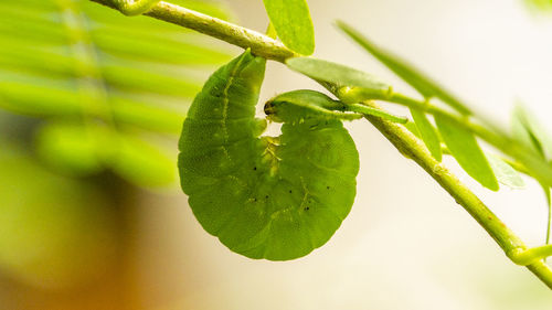 Close-up of green plant