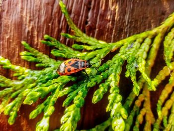 Close-up of ladybug on wood