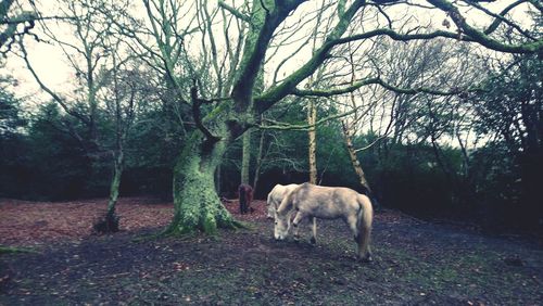 Horse on field in forest