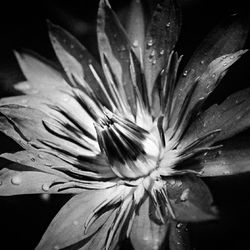 Close-up of water lily blooming in pond