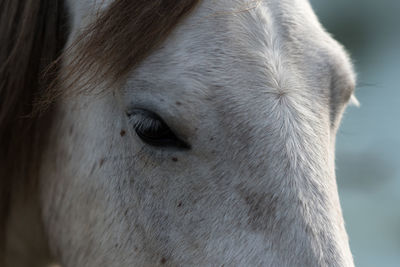 Close-up of horse