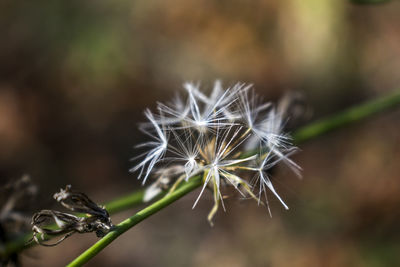 Close-up of dandelion against blurred background