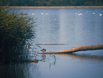 Scenic view of lake