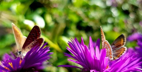 Close-up of butterfly pollinating on purple flower