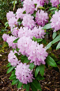 Close-up of pink flowers