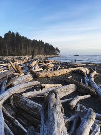 Driftwoods at beach against sky