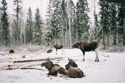 Flock of sheep on snow covered land