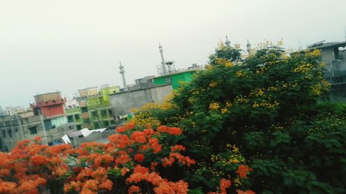 View of plants against the wall