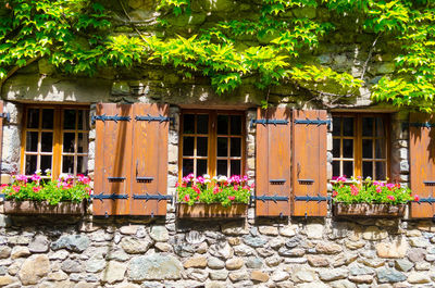 Potted plants outside house