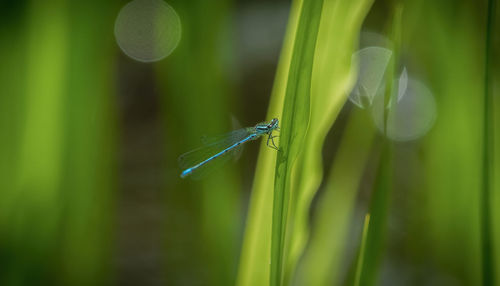 Close-up of damselfly on plant